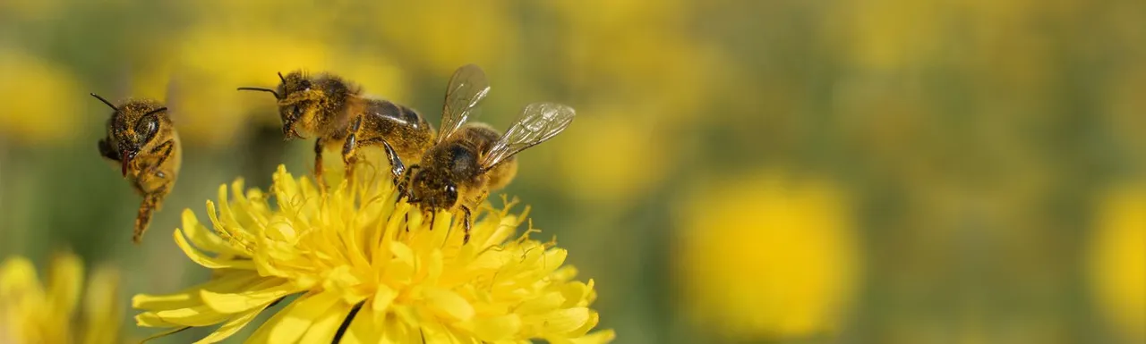 Bees on a yellow flower