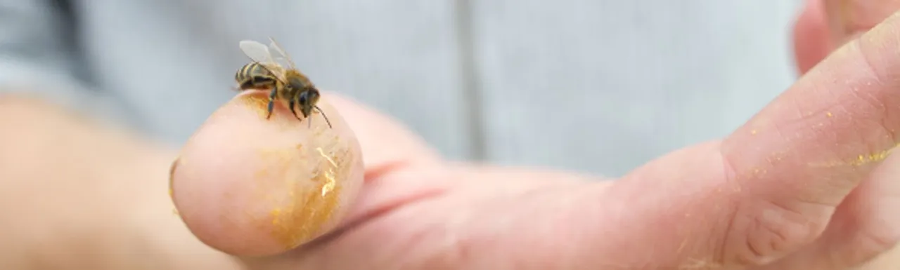 A bee on someones thumb