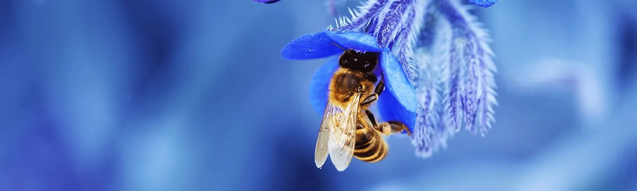 A bee on a blue flower