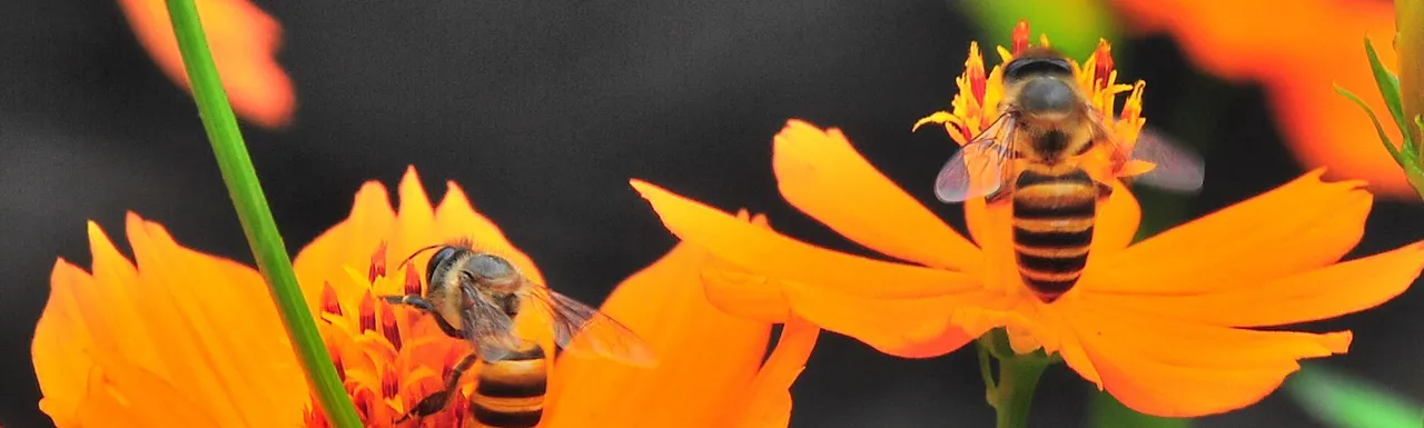 Bees on a orange flower