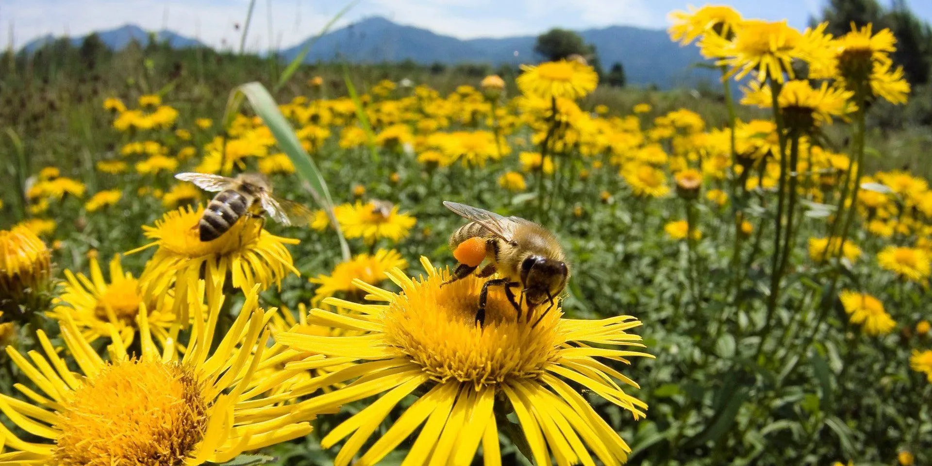 Green field with yellow flowers and honey bees 